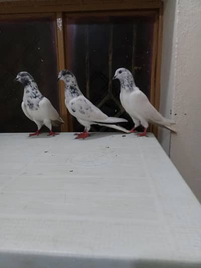 Sialkoti 2 Female & 1 Male &Pure Pati wala pair