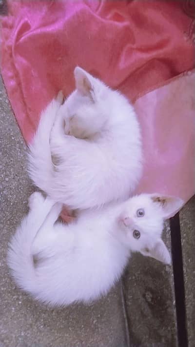 Teena