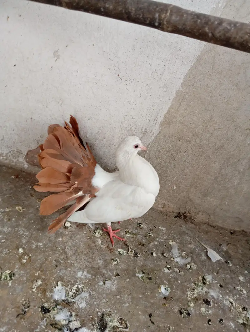 English fantail — photo 2