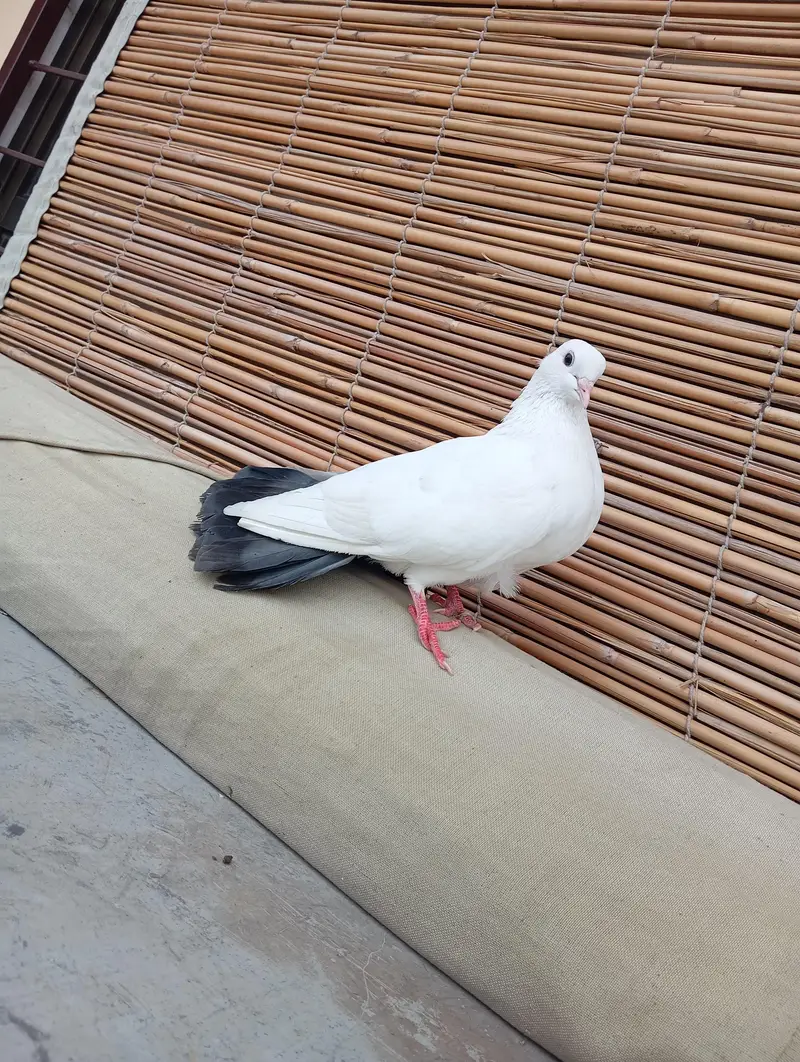 English fantail — photo 3