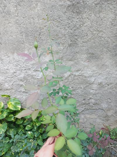 rose bush