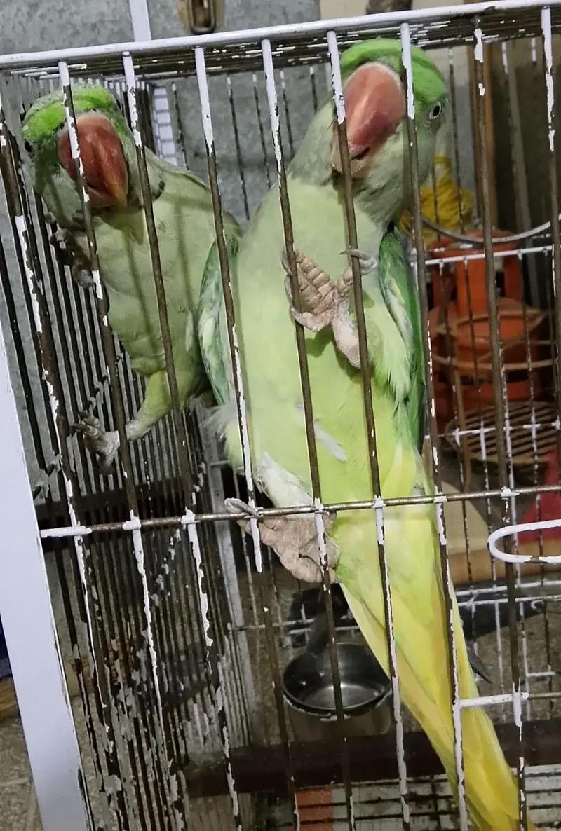 Kashmiri Raw Pair — photo 4