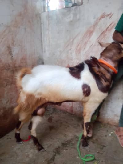 Urgent Sale Need Money All Details Call Me 03463083974