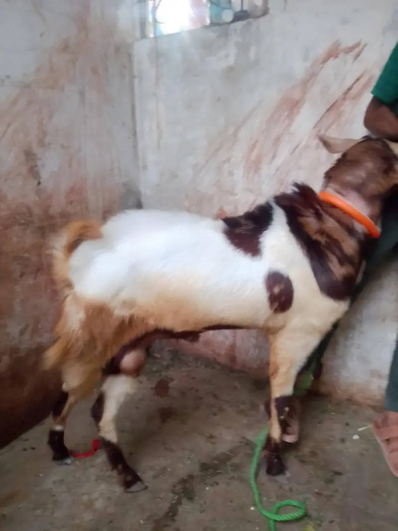 Urgent Sale Need Money All Details Call Me 03463083974