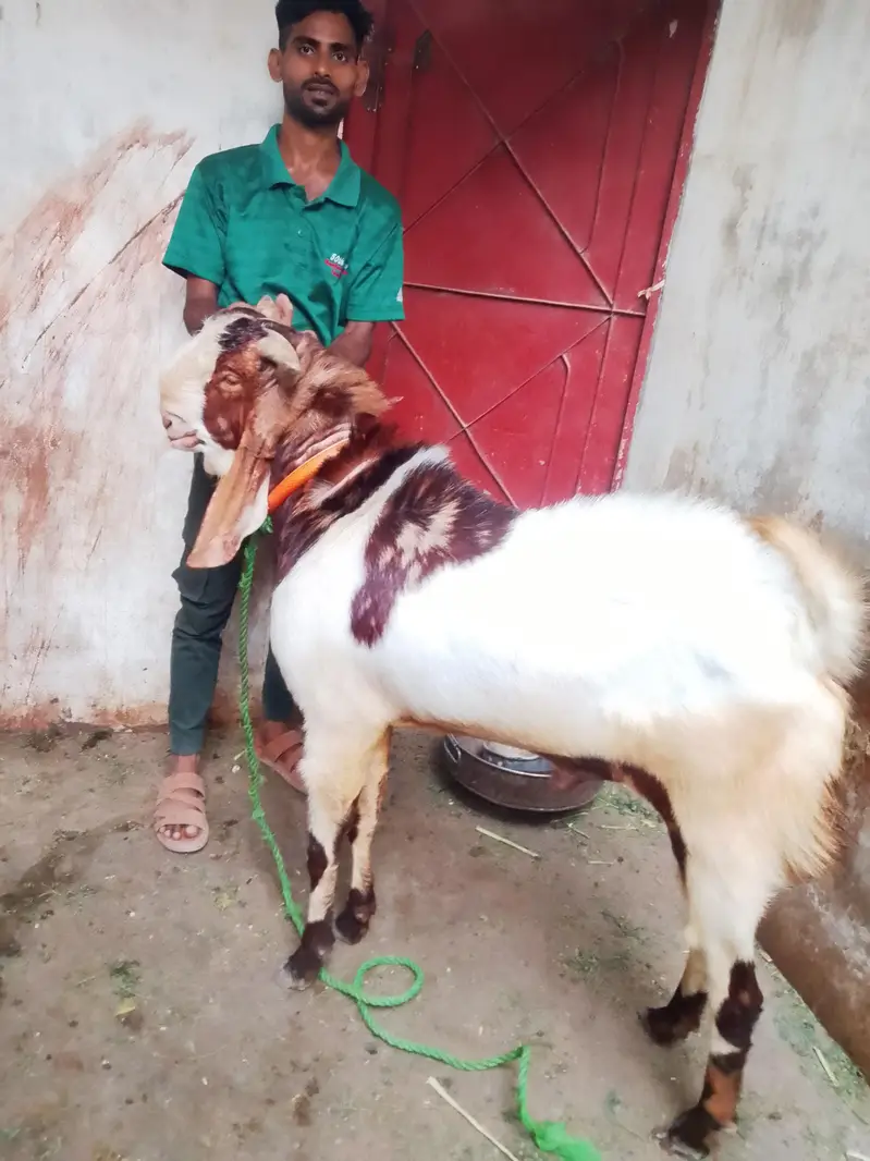 Urgent Sale Need Money All Details Call Me 03463083974 — photo 2