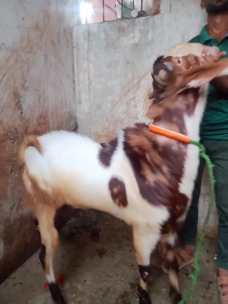 Urgent Sale Need Money All Details Call Me 03463083974 — photo 3