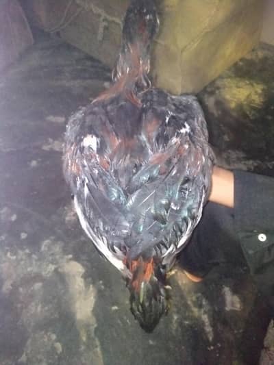 Thai aseel murga for sale