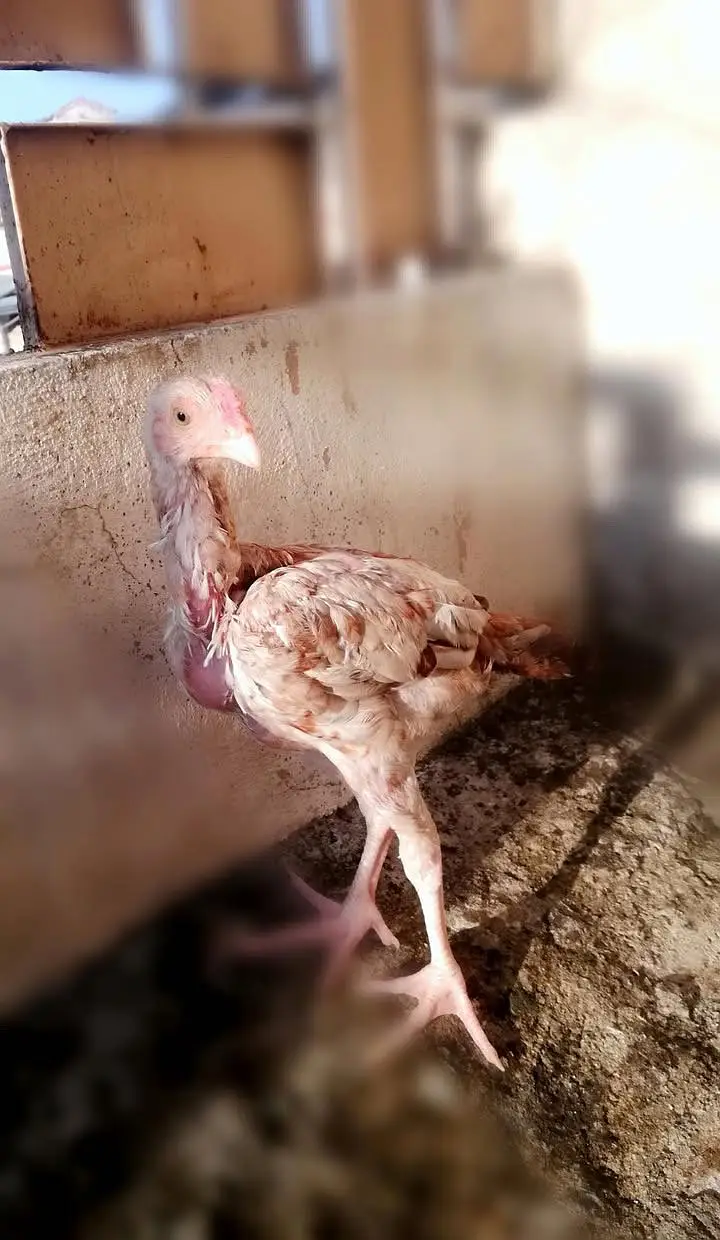 : Mianwali aseel white nok, nali vala patha — photo 4