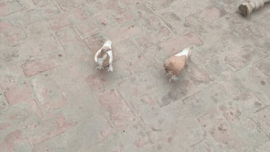 Lal Sherazi Pathy 7 Kali k hn near to ready pairing