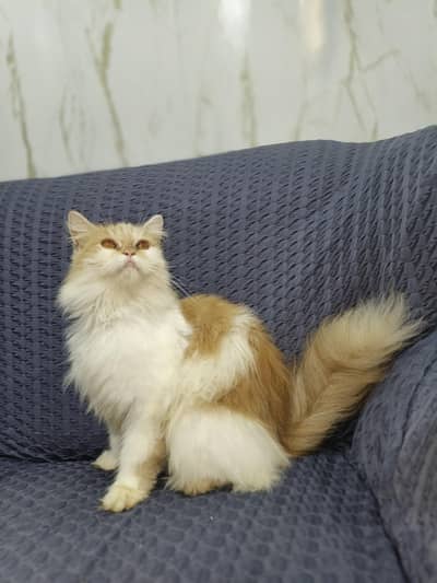 High quality female available long Hair liter trained vaccinated