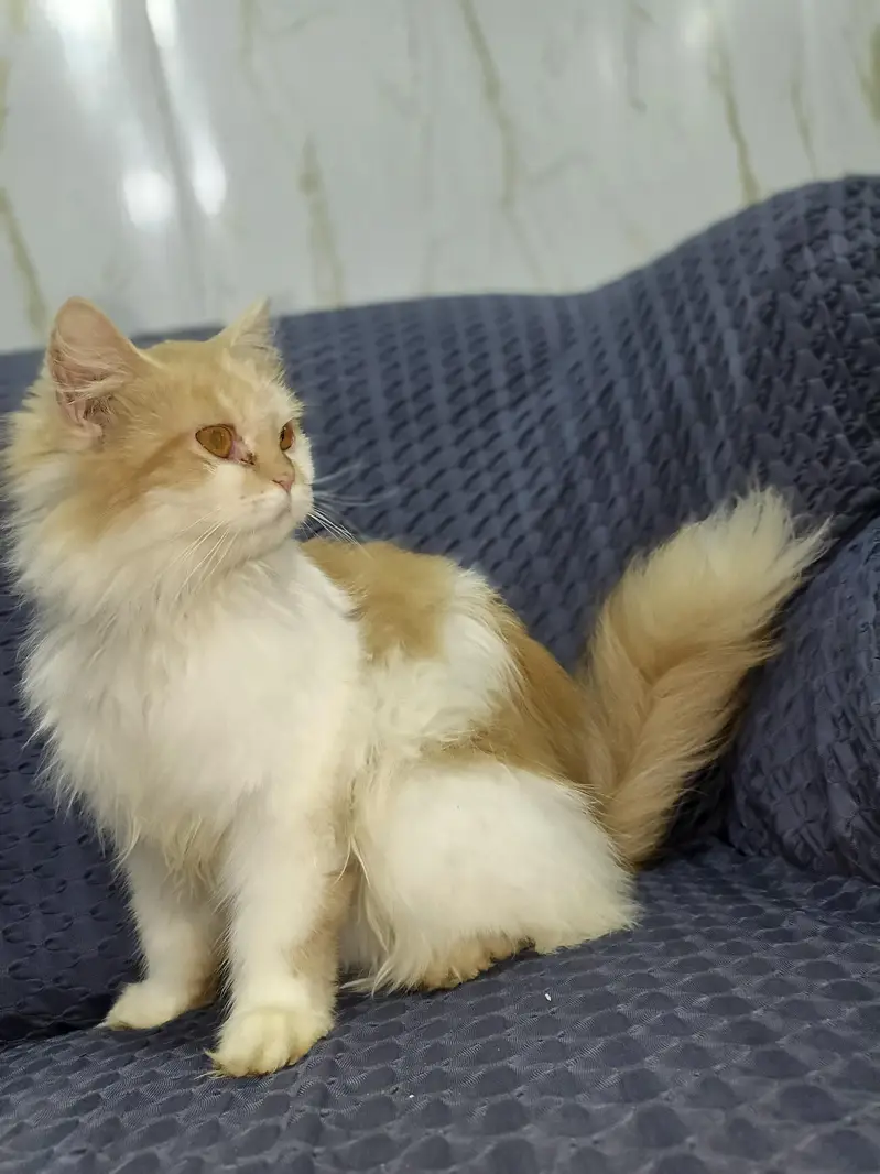 High quality female available long Hair liter trained vaccinated — photo 2