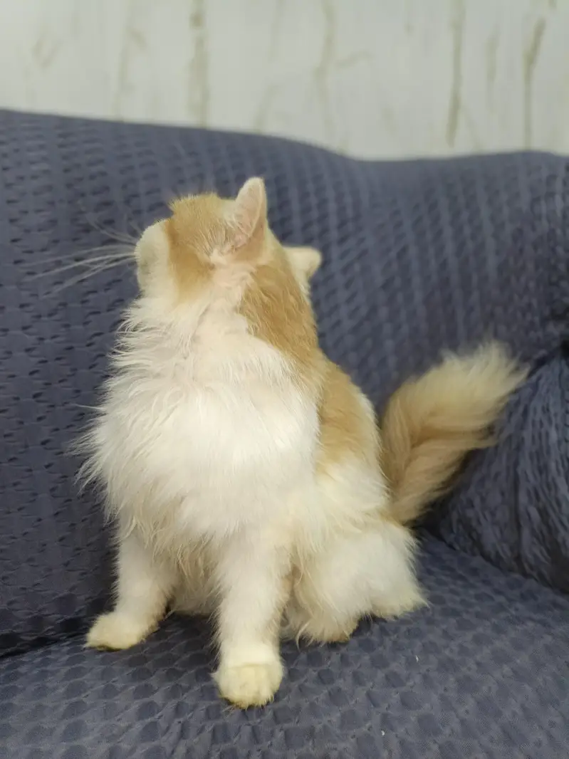 High quality female available long Hair liter trained vaccinated — photo 3