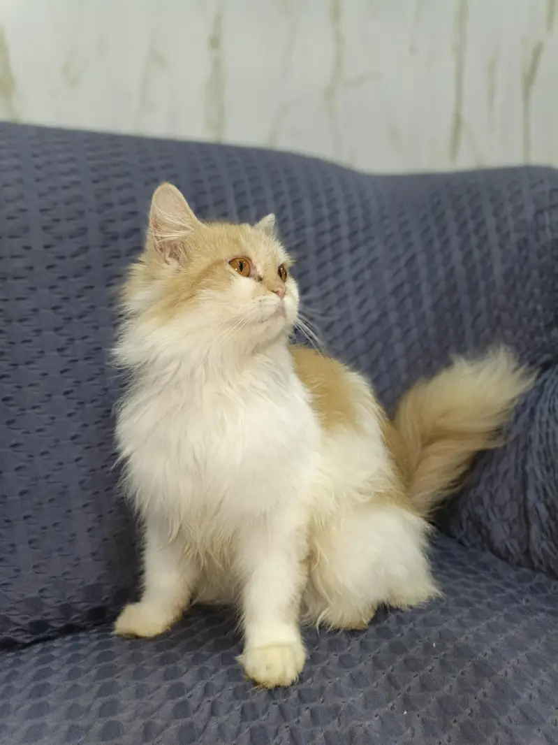 High quality female available long Hair liter trained vaccinated — photo 4