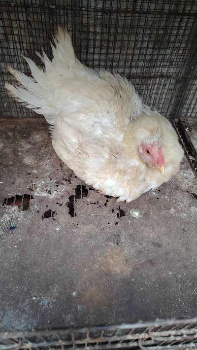 Aseel Birds for Sale (Murgi, Chicks, Patha, White Murgi)