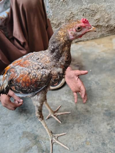 Aseel Murga/Murgi for sell (Murgi, Chicks, Patha)