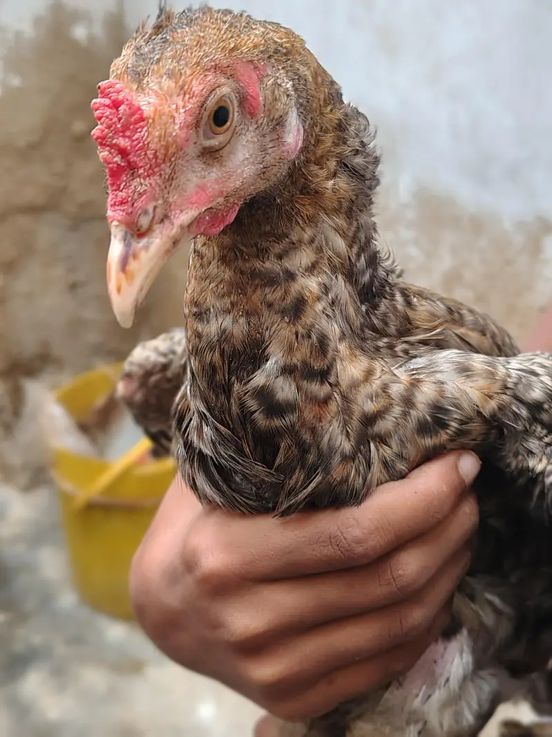 Aseel Murga/Murgi for sell (Murgi, Chicks, Patha, White Murgi) — photo 3