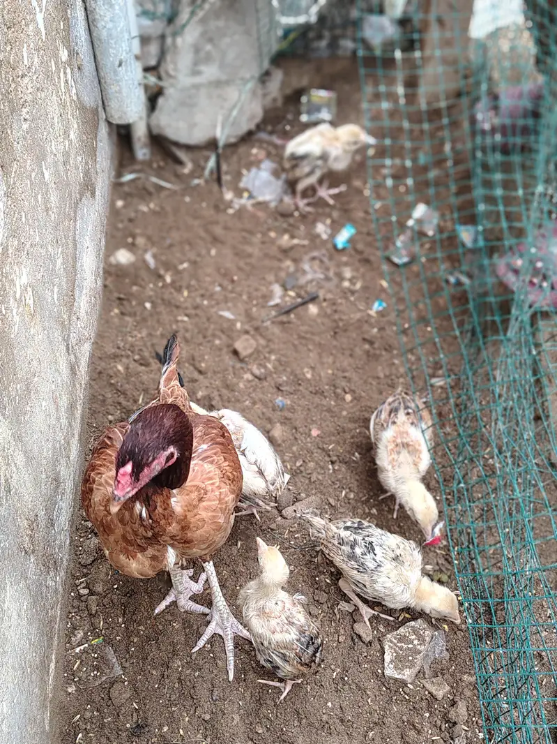 Aseel Murga/Murgi for sell (Murgi, Chicks, Patha, White Murgi) — photo 4