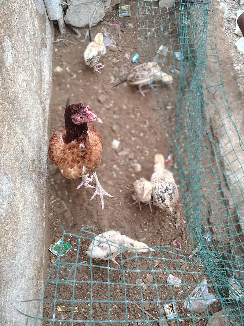 Aseel Murga/Murgi for sell (Murgi, Chicks, Patha, White Murgi) — photo 5