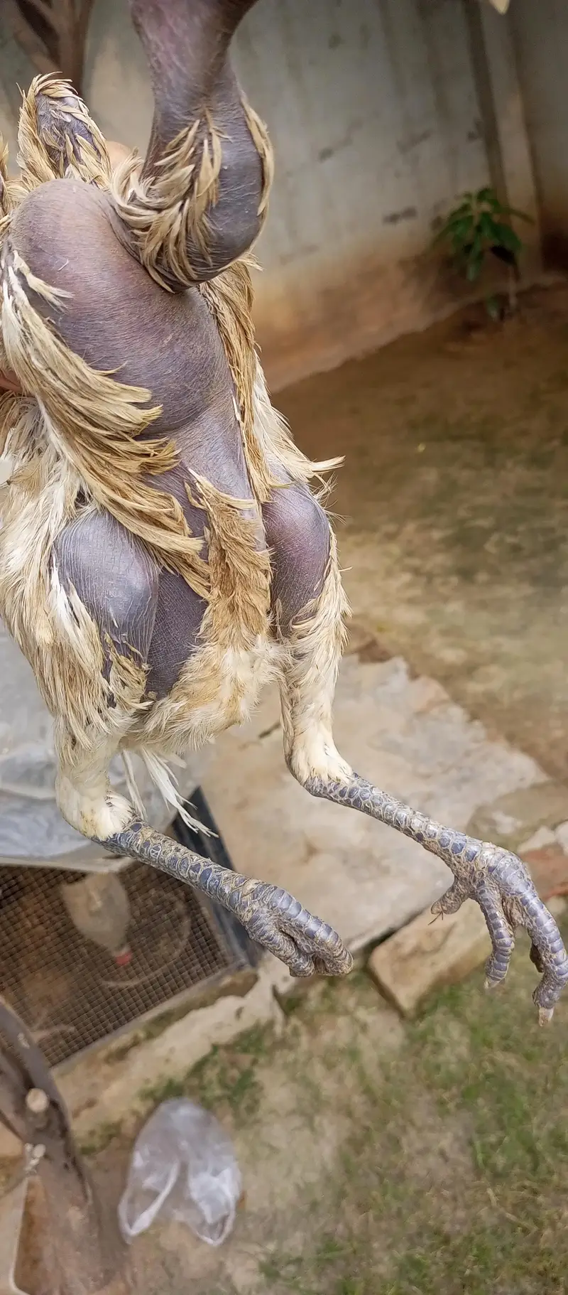 Indian white dragon chiks log tail — photo 3