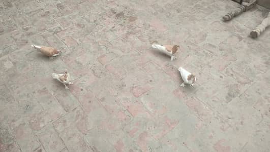 Lal Sherazi Pathy 7 Kali k hn near to ready pairing