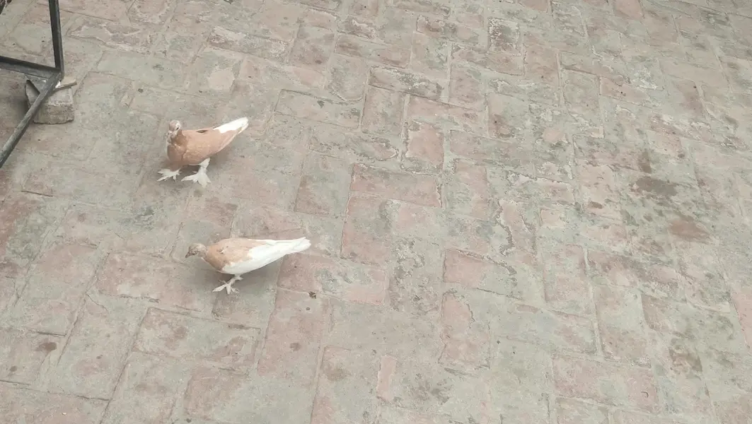 Lal Sherazi Pathy 7 Kali k hn near to ready pairing — photo 2