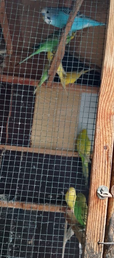 budgies pair colony for sale 700 per pair