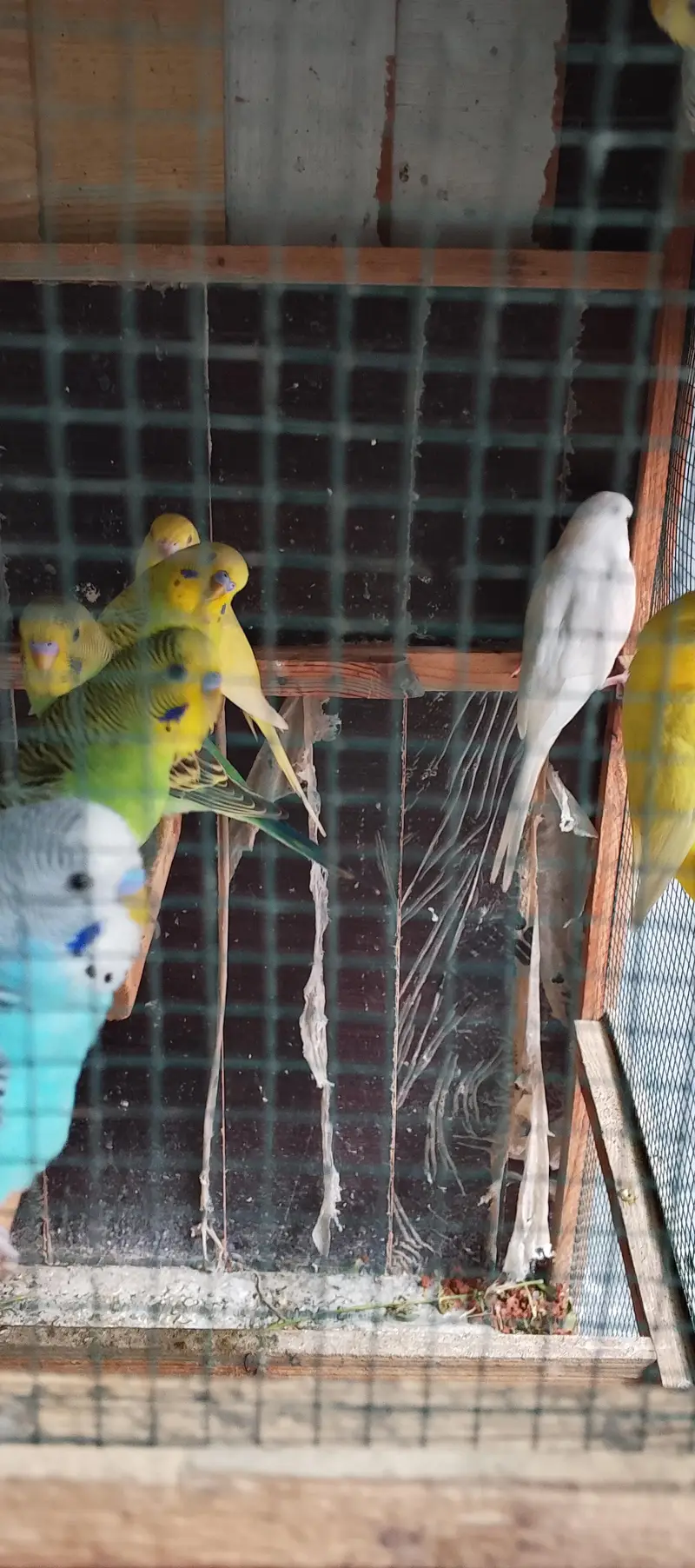 budgies pair colony for sale 700 per pair — photo 2