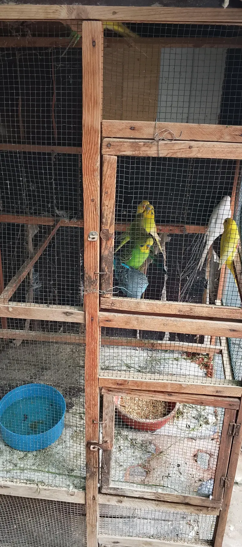 budgies pair colony for sale 700 per pair — photo 3