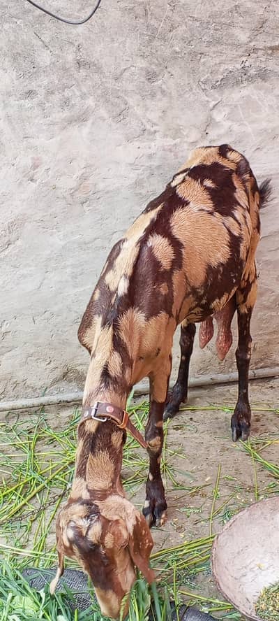 Beetal Goat Milking 03014011627