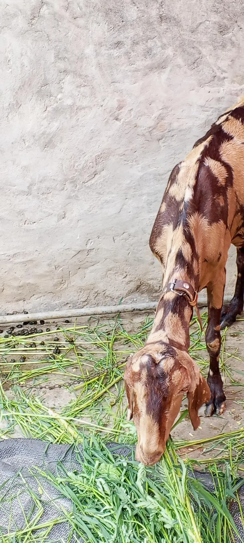 Beetal Goat Milking 03014011627 — photo 2