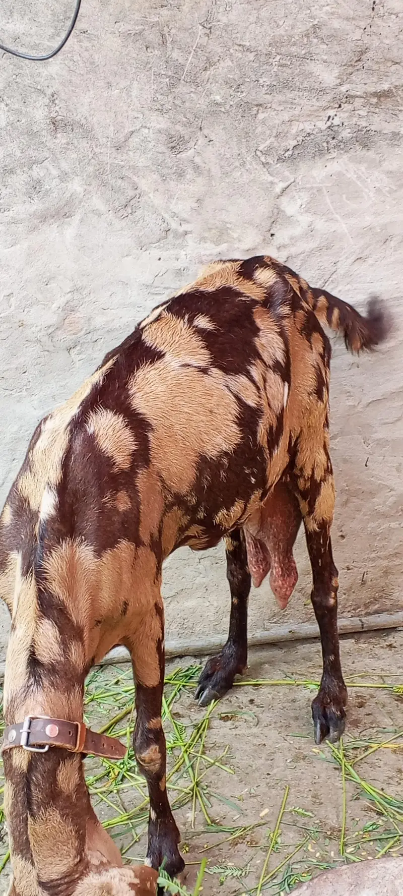 Beetal Goat Milking 03014011627 — photo 3
