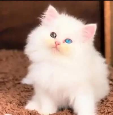(Persian cat 2 month age for sale all Pakistan delivery available)