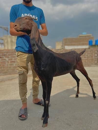 HIGH  TOP QUALITY NAGRA BAKRI