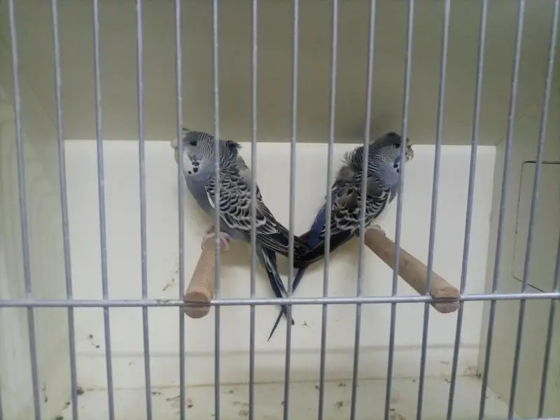many bird available — photo 2