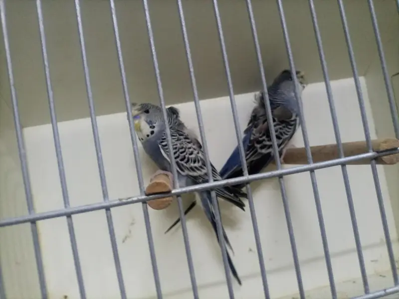 many bird available — photo 3
