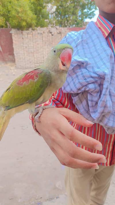 پہاڑی طوطا (Hill Parrot)