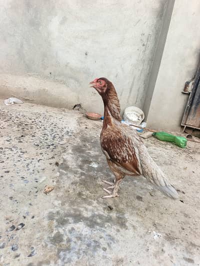 Aseel Murghi For sale reasonable price