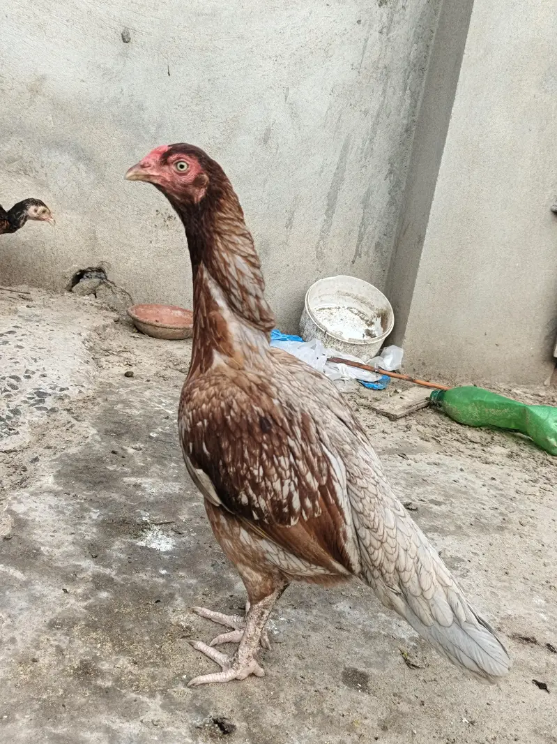 Aseel Murghi For sale reasonable price — photo 2