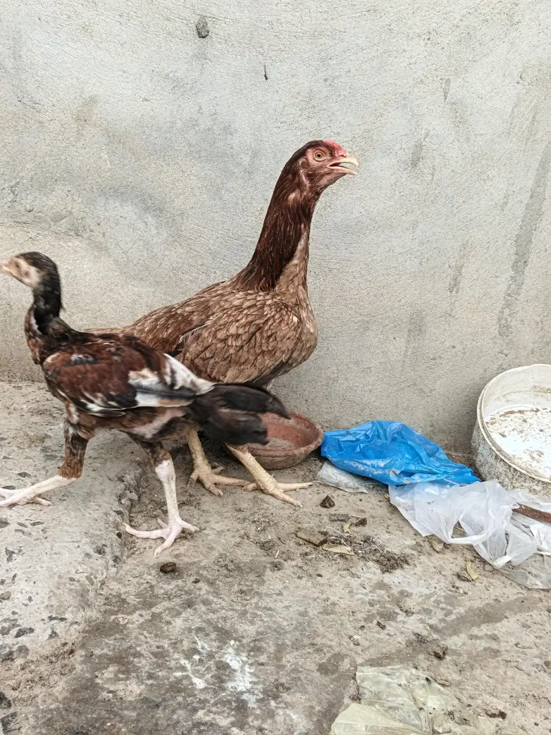 Aseel Murghi For sale reasonable price — photo 3