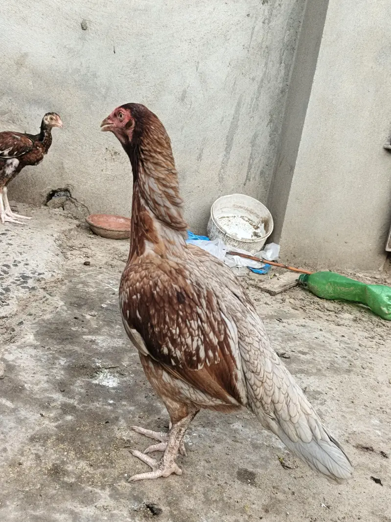 Aseel Murghi For sale reasonable price — photo 4
