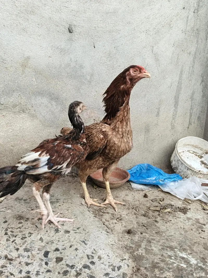 Aseel Murghi For sale reasonable price — photo 6