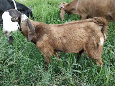 Bakra for sale & Beetal Path 2 month confirm pregnant