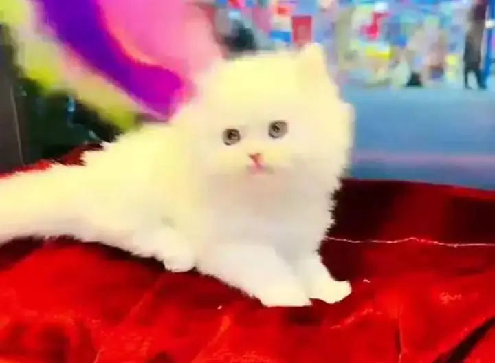(Persian cat 2 month age for sale all Pakistan delivery available) — photo 2