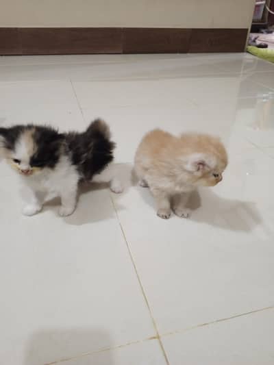 beautiful triple quote kittens