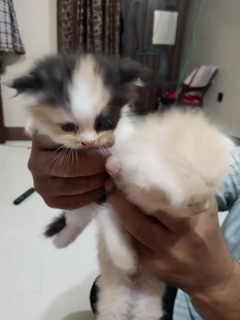 beautiful triple quote kittens — photo 2