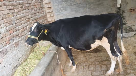 HF first timer cow  | 4 dant | gaban  گاۓ  |  Heifer Hf cow for sale