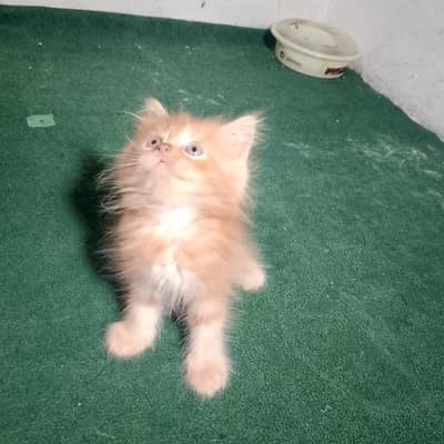 2 months Double coat persion kittens vaccinated peshawar