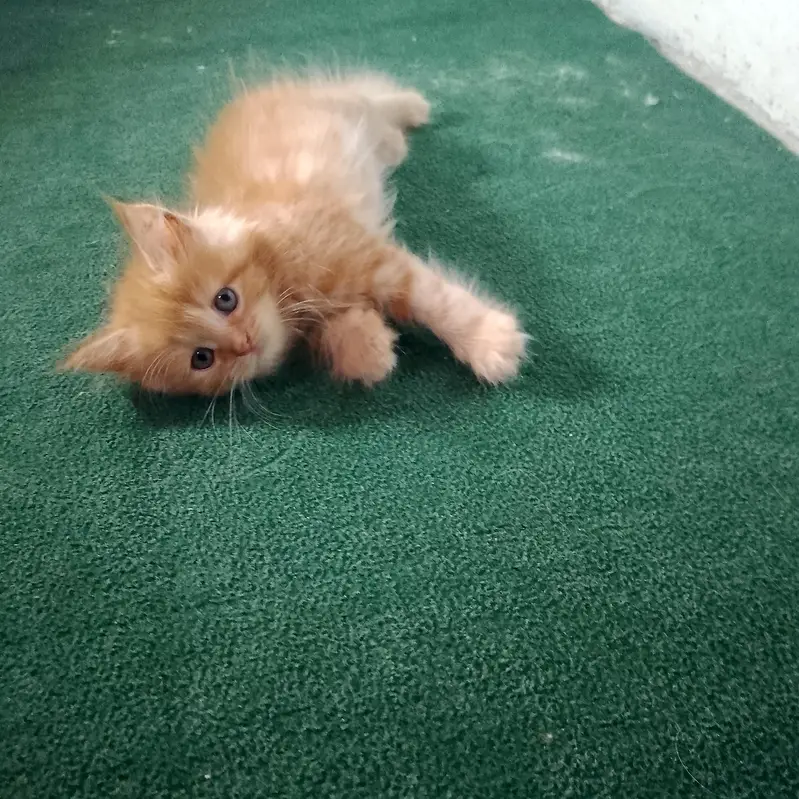2 months Double coat persion kittens vaccinated peshawar — photo 2