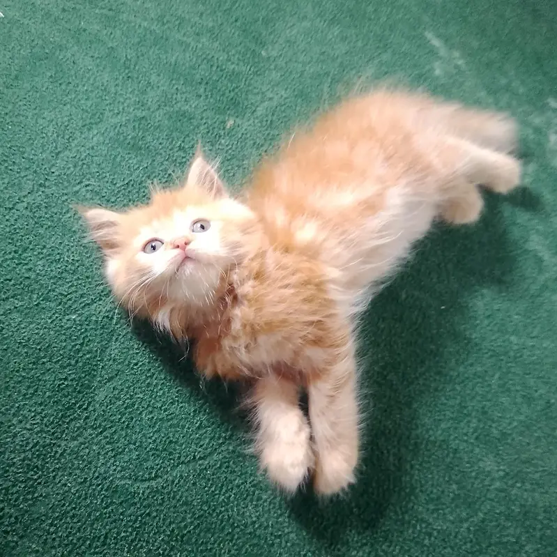 2 months Double coat persion kittens vaccinated peshawar — photo 3