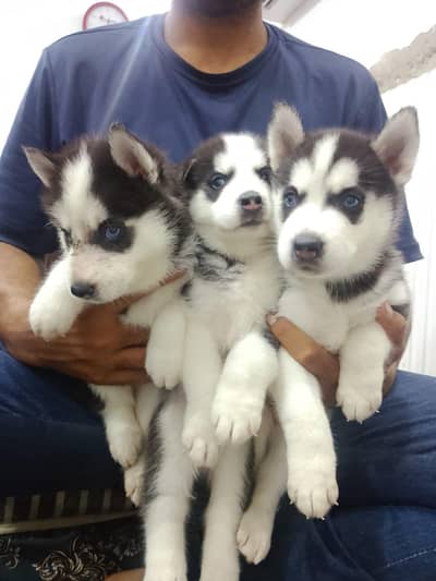 Siberian husky